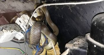 Ухваћен смук у мотору замрзивача