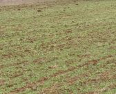 Усеви пшенице у одличном стању – најважније сузбијање корова и заштита од болести