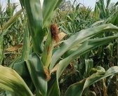 Семе кукуруза доброг квалитета – у току је сетва у Пчињском округу