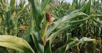 Семе кукуруза доброг квалитета – у току је сетва у Пчињском округу