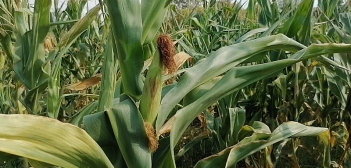 Семе кукуруза доброг квалитета – у току је сетва у Пчињском округу