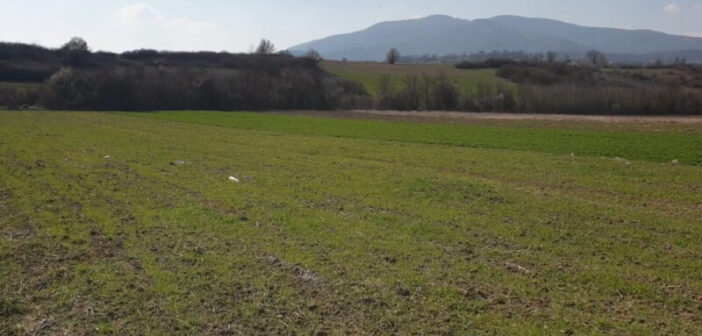 Усеви пшенице у добром стању – ускоро почиње прихрана