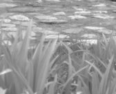 Слађан Стојановић добитник прве награде на фестивалу ,,Златна буклија“