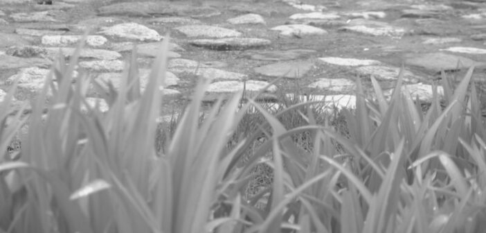 Слађан Стојановић добитник прве награде на фестивалу ,,Златна буклија“